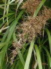 Lomandra hystrix