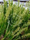 Lomandra hystrix