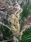 Lomandra longifolia