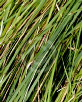 Lomandra longifolia Nyalla