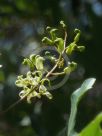 Lomatia arborescens