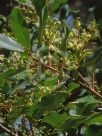 Lomatia arborescens