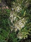 Lomatia silaifolia