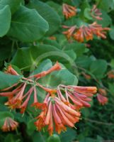 Lonicera brownii Dropmore Scarlet