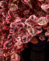 Lophomyrtus ralphii Rainbow's End