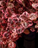 Lophomyrtus ralphii Rainbow's End