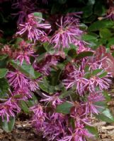 Loropetalum chinense rubrum Blush