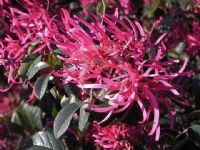 Loropetalum chinense China Pink