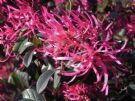 Loropetalum chinense China Pink