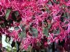 Loropetalum chinense China Pink