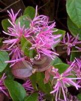 Loropetalum chinense rubrum