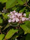 Luculia gratissima