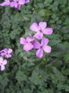 Lunaria annua