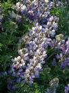 Lupinus albifrons