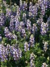 Lupinus albifrons