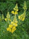 Lupinus arboreus