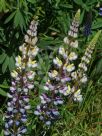 Lupinus polyphyllus