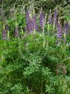 Lupinus polyphyllus