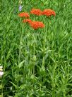 Lychnis chalcedonica