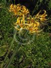 Lycoris aurea