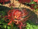 Lycoris radiata