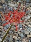 Lycoris radiata