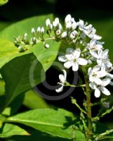 Lysimachia clethroides