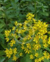 Lysimachia vulgaris