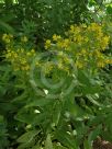 Lysimachia vulgaris