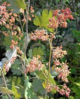 Macleaya cordata