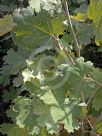 Macleaya cordata