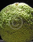 Maclura pomifera