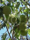 Maclura pomifera