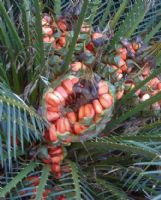 Macrozamia communis