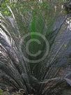 Macrozamia communis