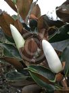 Magnolia grandiflora Little Gem