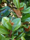 Magnolia grandiflora Teddy Bear