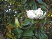 Magnolia grandiflora