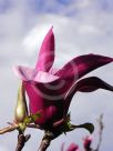 Magnolia liliiflora Nigra