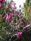 Magnolia liliiflora Nigra