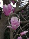 Magnolia soulangeana