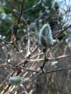 Magnolia stellata