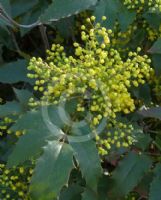 Berberis aquifolium