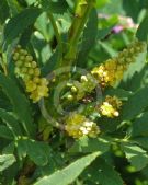 Mahonia fortunei