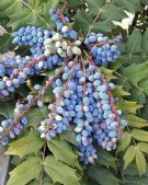 Mahonia media