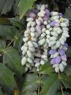 Mahonia media