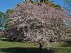 Malus floribunda