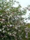 Malus ioensis Plena