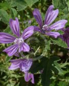 Malva sylvestris