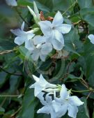 Mandevilla laxa